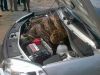 Python_in_car_engine_compartment.jpg